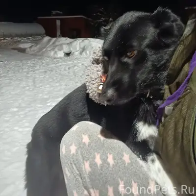 Добрый вечер, прибежала собака...