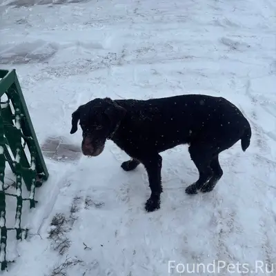 Добрый день. Кто потерял собак...