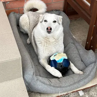 Пропала собака в районе ул.Бра...