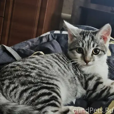 Пропал кот в районе Московског...