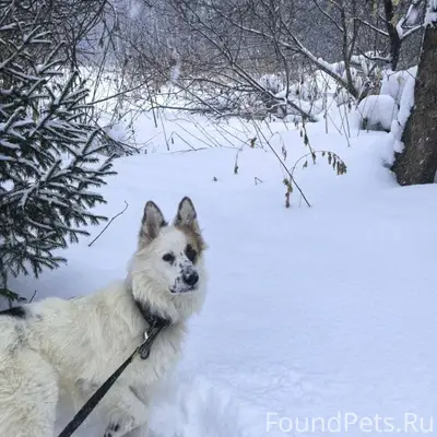 Пропал пёс по проспекту коммун...