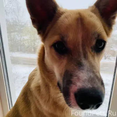 Убежал пес по кличке Тоби с...