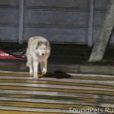 КТО ПОТЕРЯЛ?! В Советском р-не...