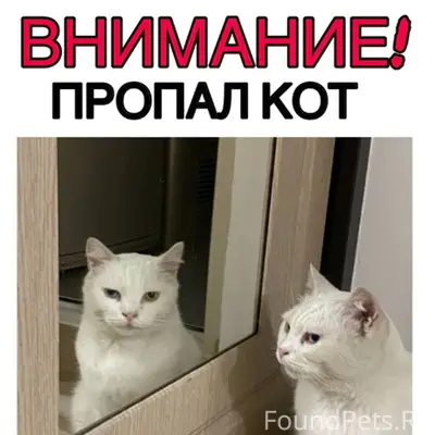 Внимание! Пропал кот в районе ...