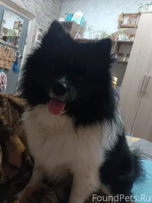 Пропала собака в сортировке......