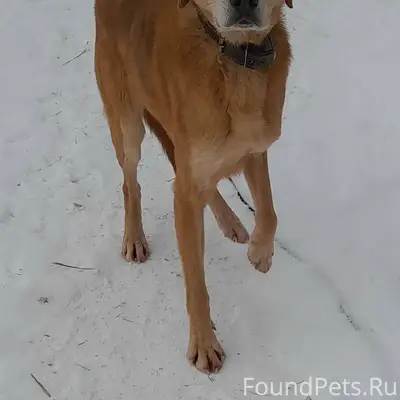 В д.Ирданово бегает собака с.....