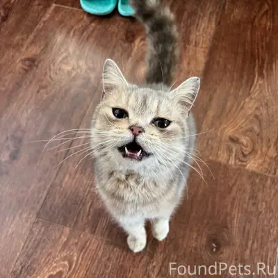 Найдена кошка или котик в райо...