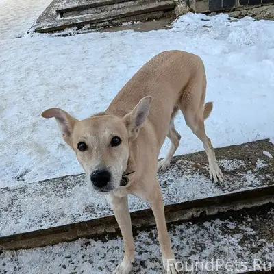 КТО ПОТЕРЯЛ СОБАКУ? Вокруг Пят...