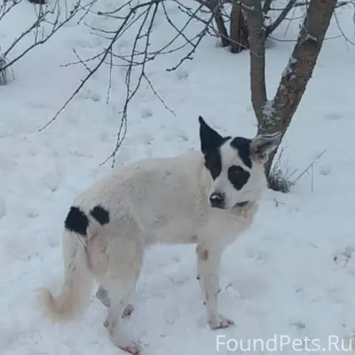 Подольск. Пропали собаки! В СН...