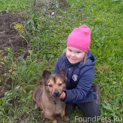 Пропал пёс, зовут Джек, в райо...