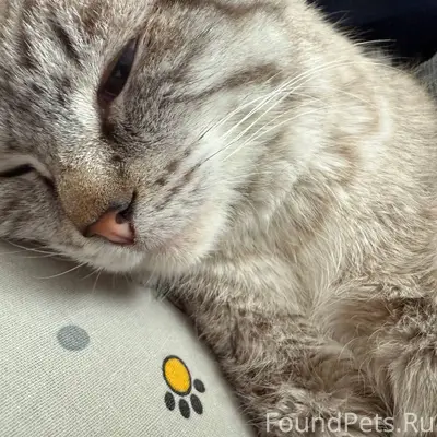 Пропал кот в районе райгаза Ес...