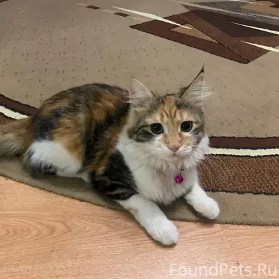 Добрый день. Пропала кошка, в ...