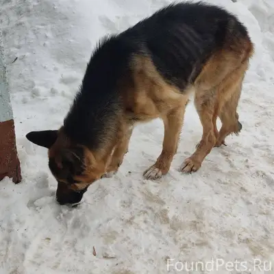 Найдена овчарка-кабель 20.01.2...