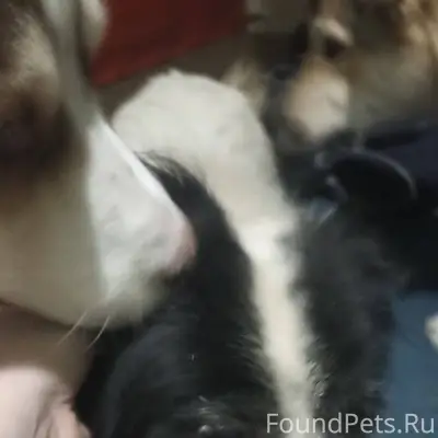 Найдена собака! Гулял один. С ...