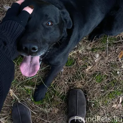 ❗️Пропала собака в районе д. З...