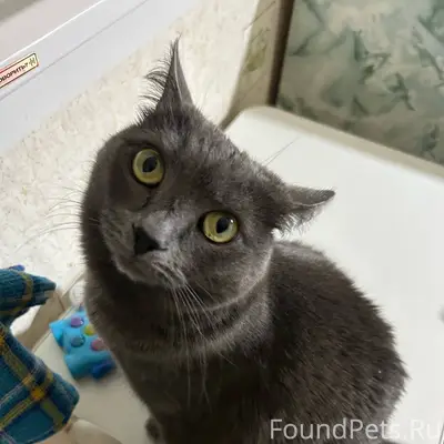 Добрый день! Пропал серый кот-...