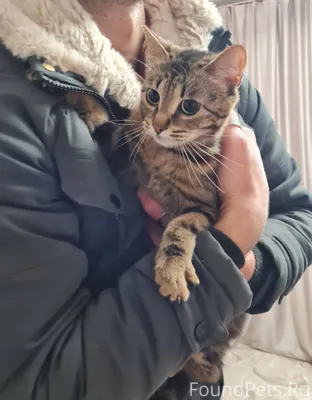 Прекрасная кошка ищет свой дом...