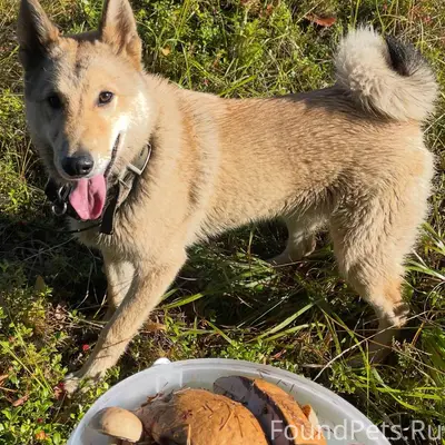 Пропала собака в районе Варкау...