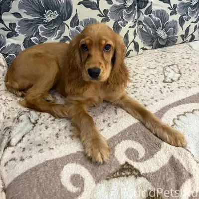 Найден щенок кокер спаниэля, д...