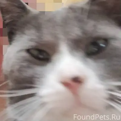 Всем привет. Пропал кот зовут ...
