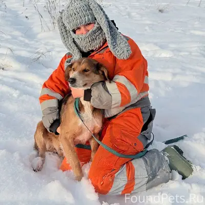 🆘Потерялась собака🆘 Убежала с ...