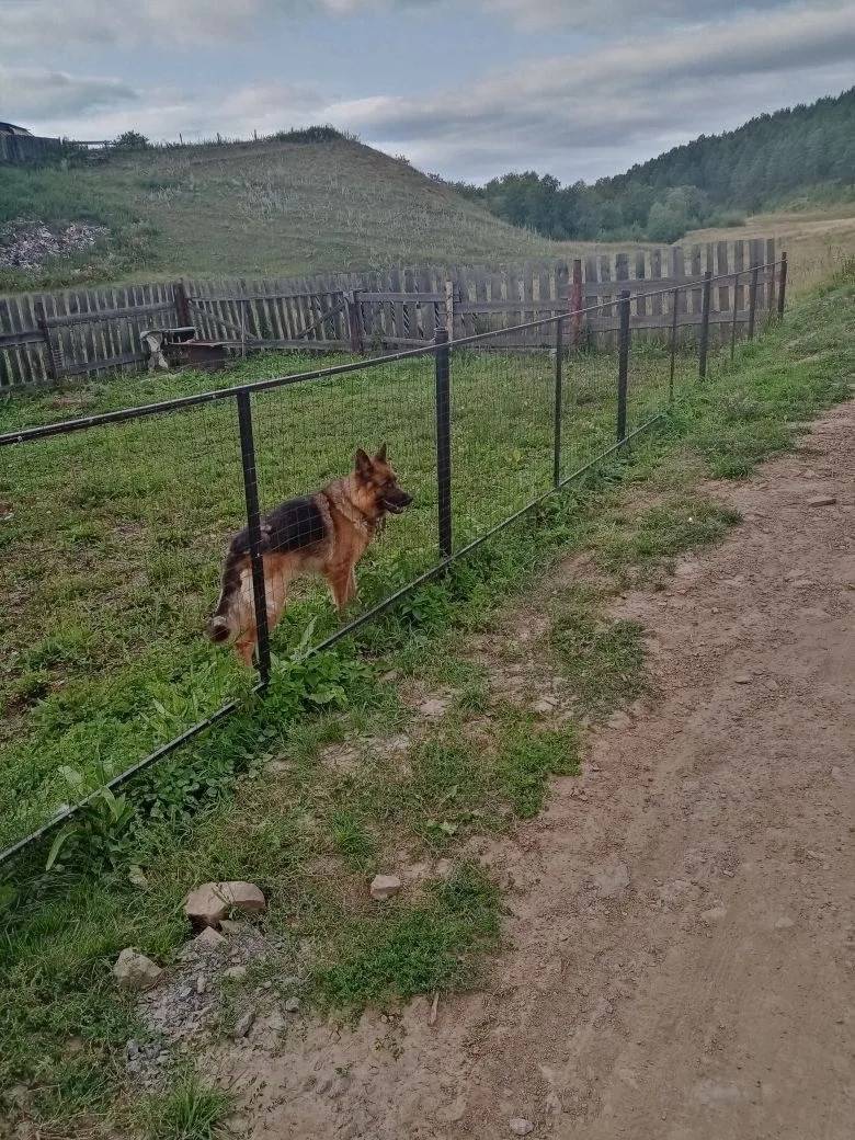 Убежала собака может кто где у...