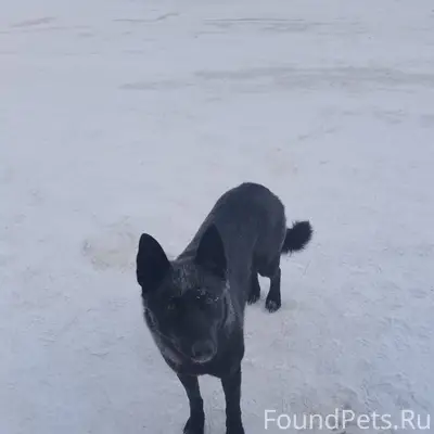 В районе ГАИ прибилась собака,...