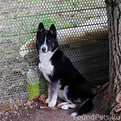 Помогите найти собаку, убежала...
