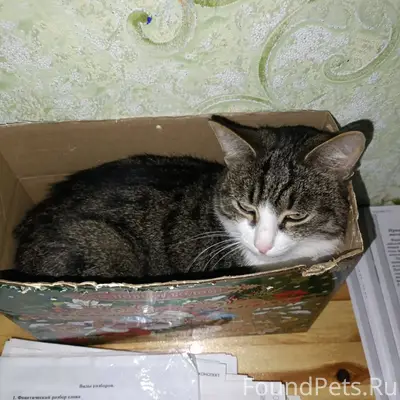 Ржев, Ржевский район, деревня ...