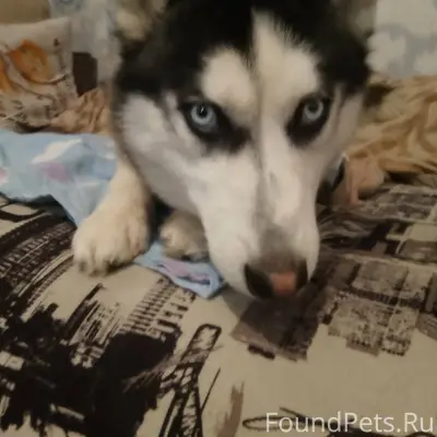 Пропала собака хаски если кто ...
