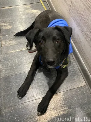Найдена сука (щенок) в синей ж...
