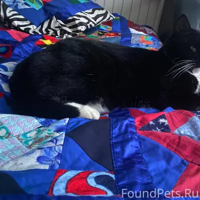 Пропала кошка Деревня ручей От...