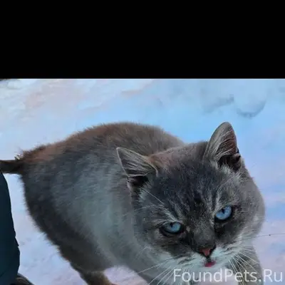 СОС!!! СРОЧНО!!! Прибился кот(...