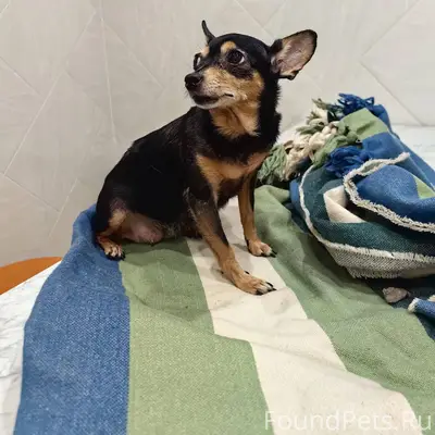 Здравствуйте. Найдена собака. ...