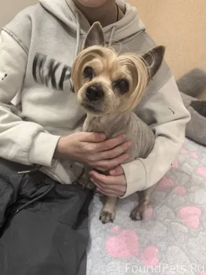 Прибился пёсик , видно что дом...