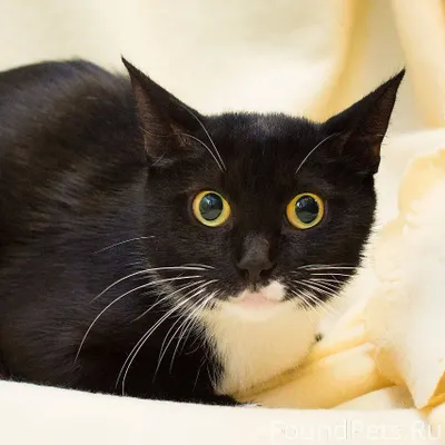 Ищет дом. Москва Кошечка Оннел...