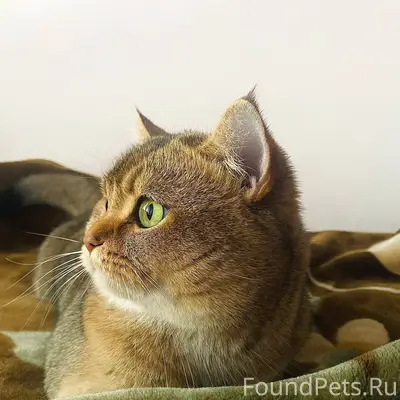 Пропал кот по кличке Кекс по.....