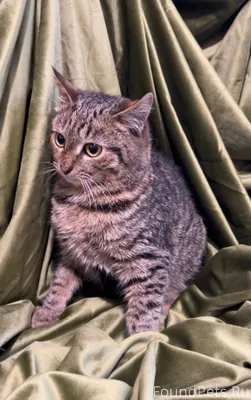 Ищу дом для двух котят —...