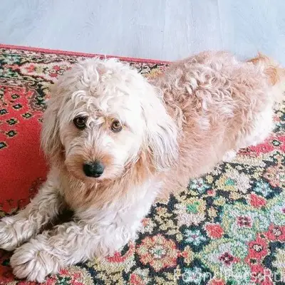 Пропала собака. Мальчик 6 лет,...