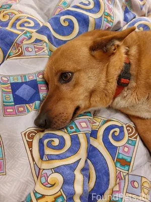 🚨 Найдена собака 🚨 Место обнар...