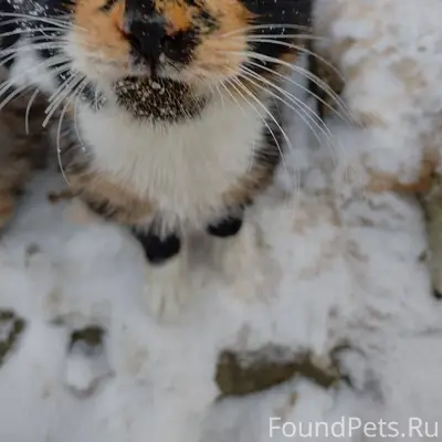 НУЖНА ПОМОЩЬ в ДОСТАВКЕ 🙏 котя...