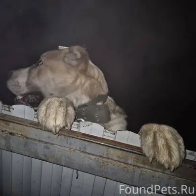 Найдена собака породы алабай, ...