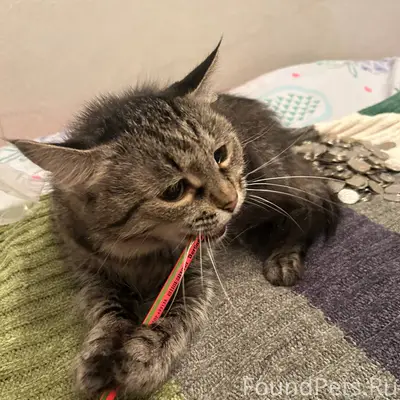 Пропала кошка по адресу Короле...