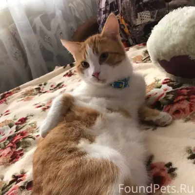 Пропал кот г. Феодосия мкр чел...