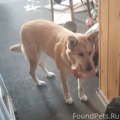 Сегодня наша собачка Бося сбеж...