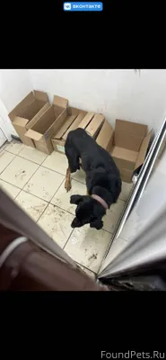 Ищем собаку. Кобель, больше 10...