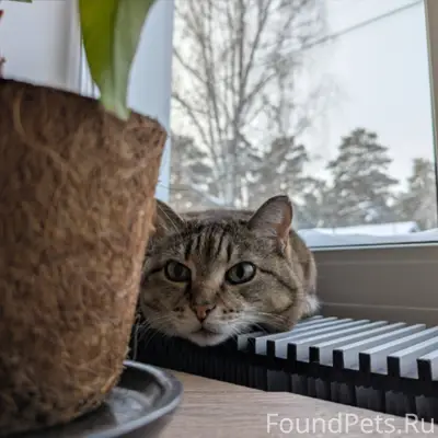 Нашей кошке повезло, повезло с...