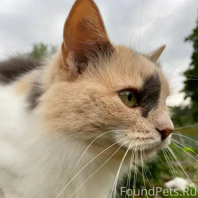 Пропала кошка на Советской 13....