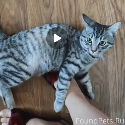 Молодой кот серого бенгальского окраса