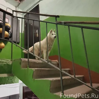 Бараева 9б прибился пес, добры...